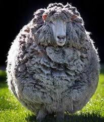 دانلود طرح توجیهی تولید لانولین از ضایعات پشم گوسفندی