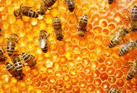 طرح توجیهی پرورش و نگهداری زنبور عسل