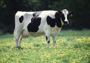 طرح توجیهی پرورش گاو شیری